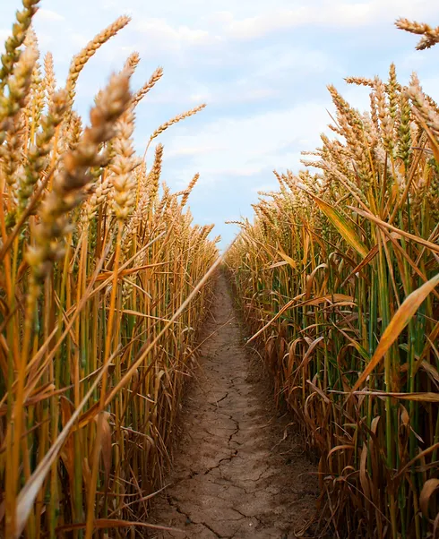 Complex organic fertilization